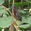 This Green Heron patiently waits on a branch for a small fish to swim by at Everglades National Park.