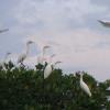 Cattle Egrets come in for a landing on the top of a stand of mangroves near Mud cove on the St. Lucie River.
