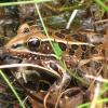 A Leopard Frog stays perfectly motionless in an attempt to escape from a predator (or in this case, my camera).